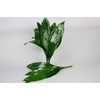 Aspidistra 60 , 70 , 80 ( Per stem )