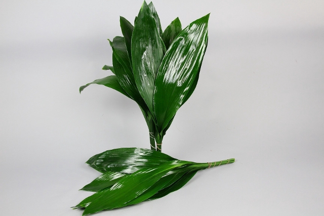 Aspidistra 60 , 70 , 80 ( Per stem )