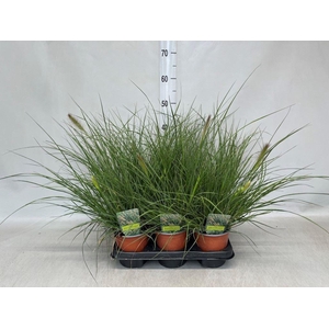 Pennisetum alopec. 'Hameln'