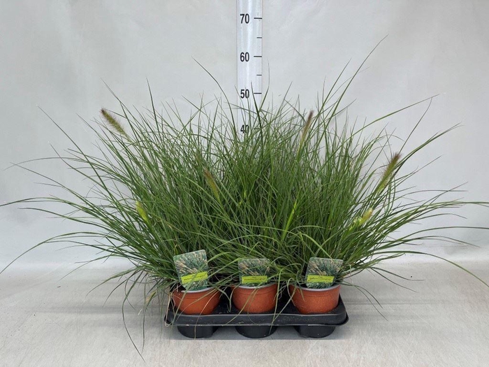 <h4>Pennisetum alopec. 'Hameln'</h4>