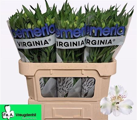 <h4>ALSTR VIRGINIA</h4>