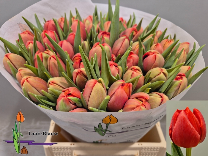 <h4>TU DU OLD FAITHFUL</h4>