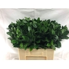Ruscus