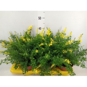 Genista spachiana