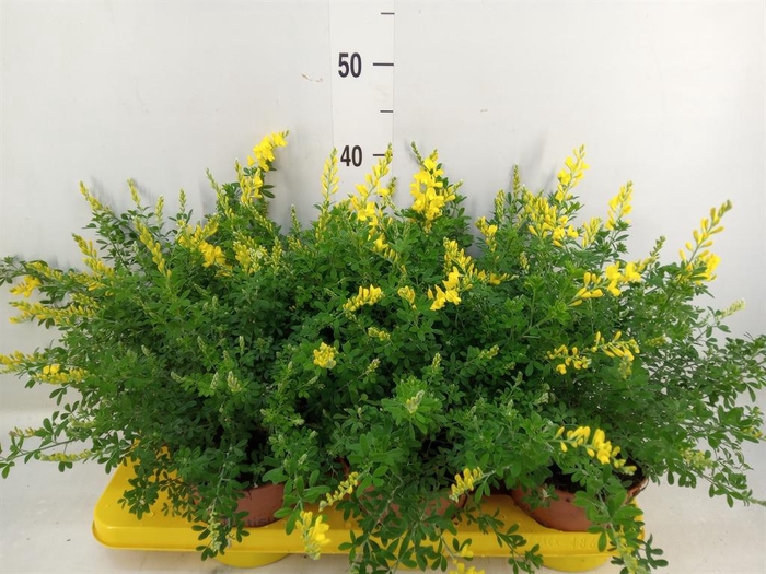 <h4>Genista spachiana</h4>
