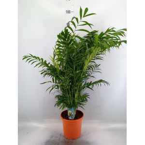 Chamaedorea elegans