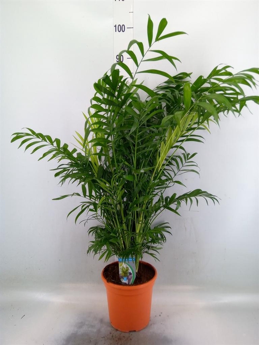 <h4>Chamaedorea elegans</h4>