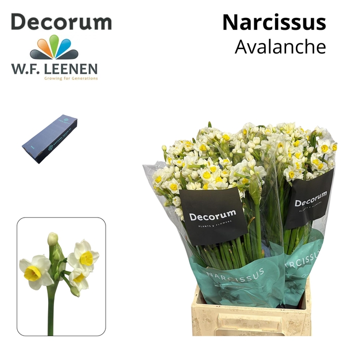 <h4>Narcissus Avalanche Small Box 60</h4>