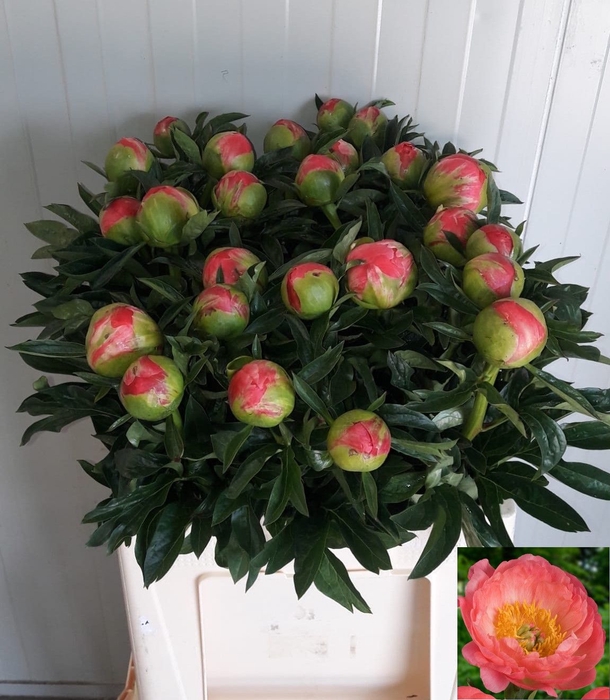 <h4>PAEO CORAL SUNSET</h4>