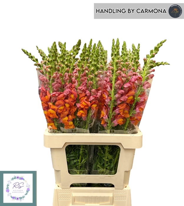 <h4>ANTIR HO DOU ORANGE</h4>