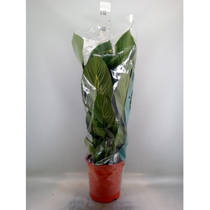 Spathiphyllum  'Sweet Silvana'