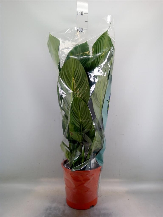 <h4>Spathiphyllum  'Sweet Silvana'</h4>