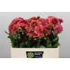 Dahlia Salmon Runner