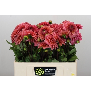 Dahlia Salmon Runner