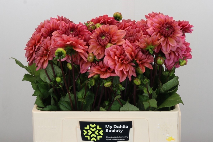 <h4>Dahlia Salmon Runner</h4>