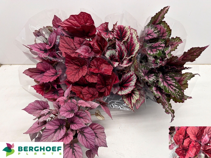 <h4>BEG BEL GEM</h4>