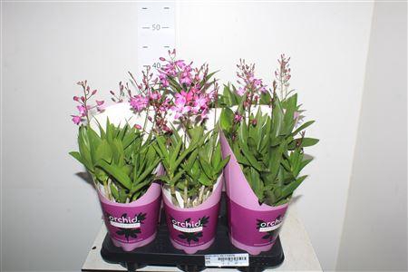 <h4>Dendro Berry Oda 4 Branche</h4>