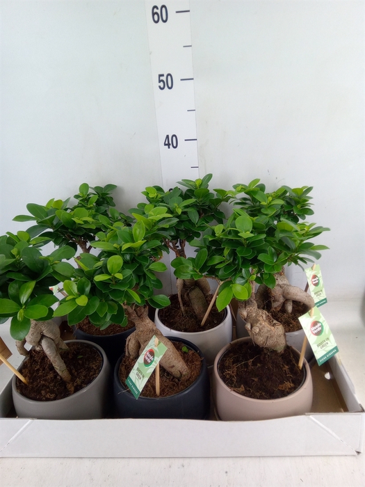 <h4>Ficus microcarpa 'Ginseng'</h4>