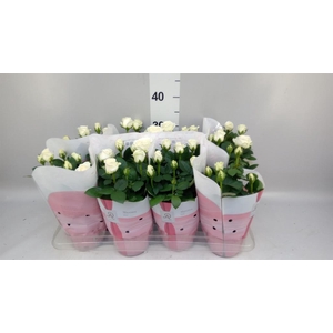 Rosa  'Amorosa Infinity White'