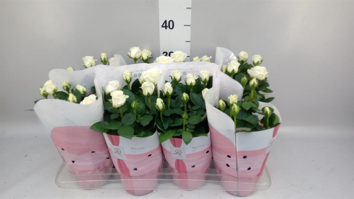 <h4>Rosa 'Amorosa Infinity White'</h4>