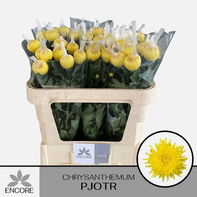 <h4>Chr G Pjotr</h4>