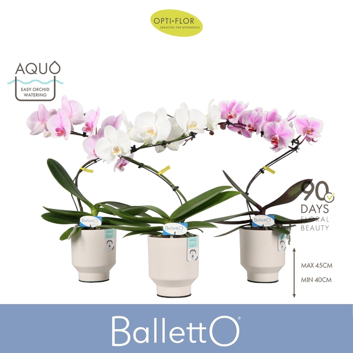 <h4>Balletto Mix 1 spike in Emilia White Aquo</h4>