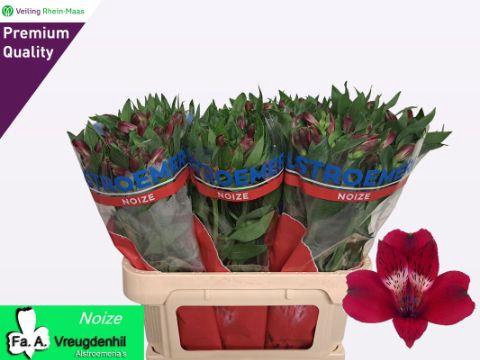 <h4>ALSTR NOIZE</h4>