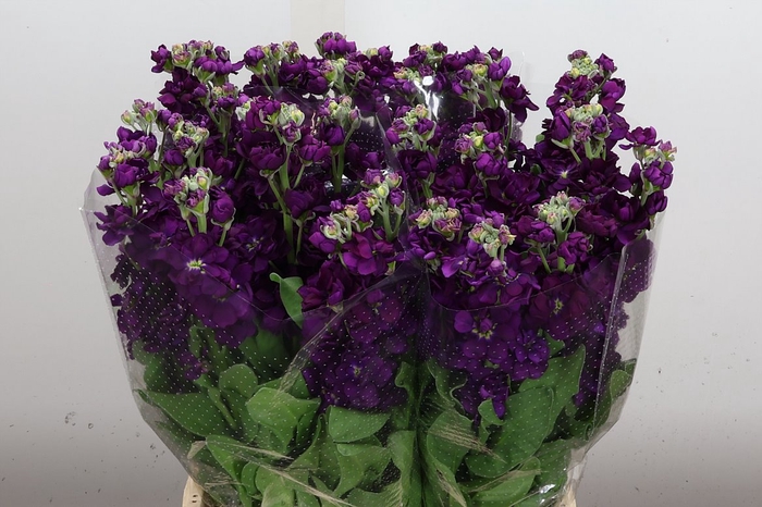 <h4>Matth Anyt Purple (buitenlaar)</h4>