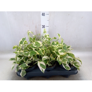 Epipremnum pinn. 'NJoy'