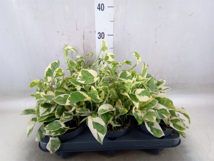 <h4>Epipremnum pinn. 'NJoy'</h4>