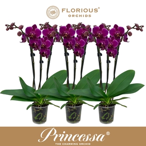No9 Phalanopsis 3 Tak Paars