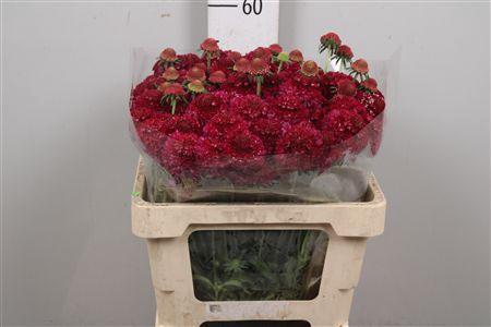 <h4>Scab At Raspberry Scoop</h4>
