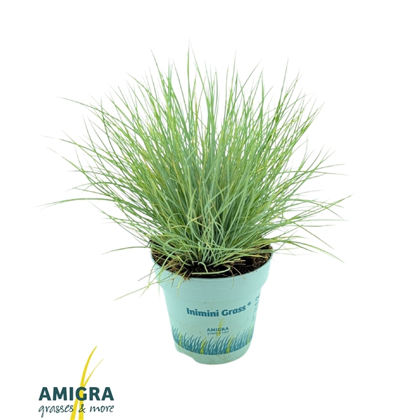<h4>Festuca glauca AmiGold®</h4>