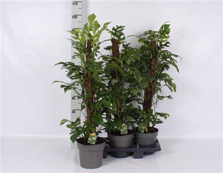 <h4>Phil Overig</h4>