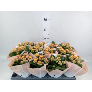 Kalanchoe blos.   ..rosebud