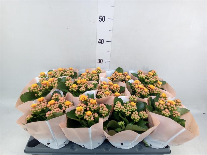 <h4>Kalanchoe blos.   ..rosebud</h4>