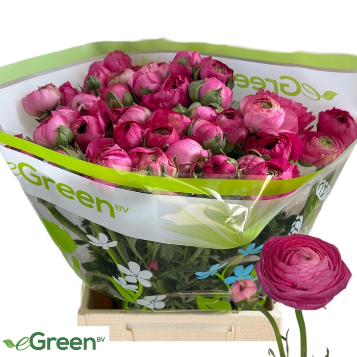 <h4>RAN THOM BONBON</h4>