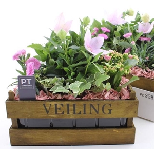 ARR TUINPLANTEN