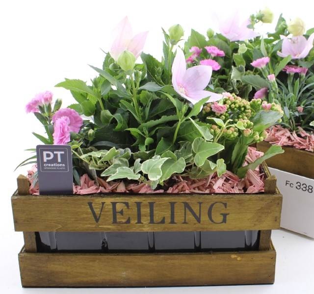 <h4>ARR TUINPLANTEN</h4>