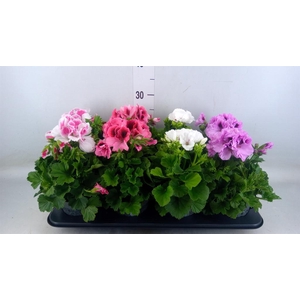 Pelargonium gran.   ..mix