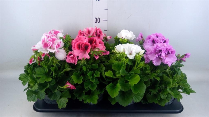 <h4>Pelargonium gran. ..mix</h4>