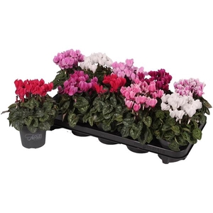 Cyclamen persicum kleinbloemig Super Serie Verano