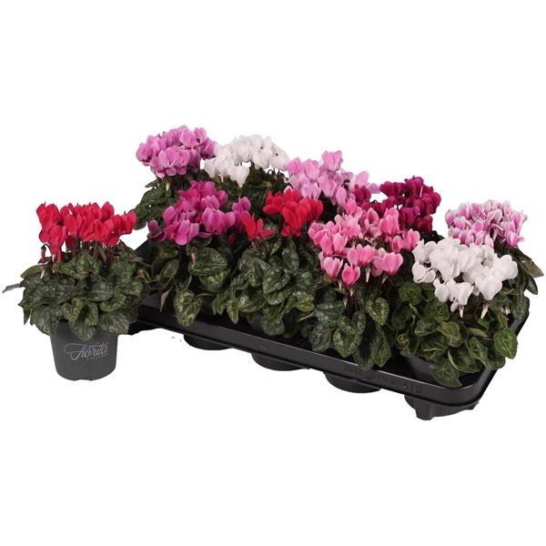 <h4>Cyclamen persicum kleinbloemig Super Serie Verano</h4>