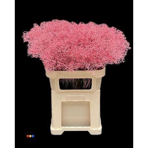 GYPS MILLION KLB NEW- PINK