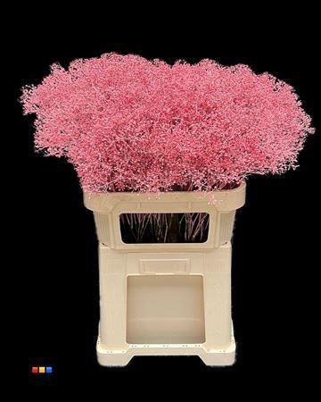 <h4>GYPS MILLION KLB NEW- PINK</h4>