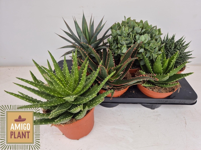 <h4>SUCC GEM 6 SRT</h4>