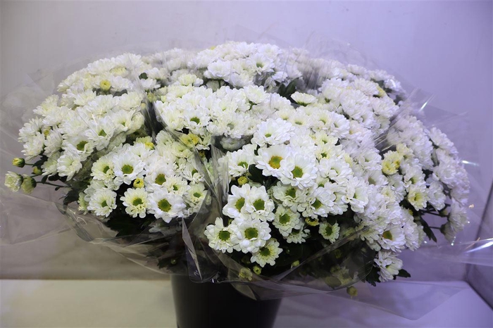 <h4>Chr S Rossi White X5</h4>