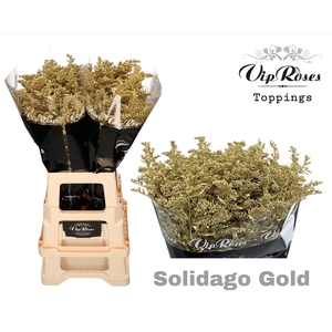 SOLIDAGO GOLD