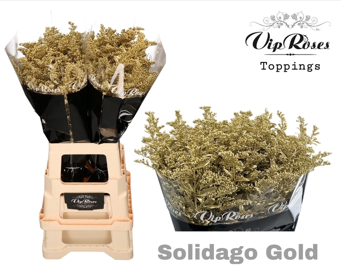 <h4>SOLIDAGO GOLD</h4>