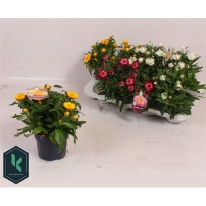 Helichrysum bracteatum mixkar
